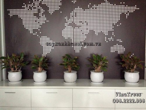 Dịch vụ cho thuê cây cảnh văn phòng Vinatrees - Cho thuê cây Phú Quý
